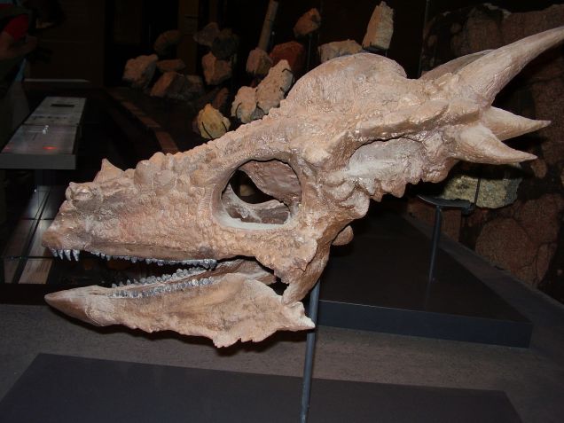 Stygimoloch Skull