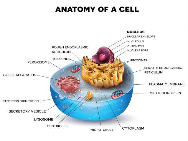 WHY CELLS MATTER: LIFE’S BUILDING BLOCKS