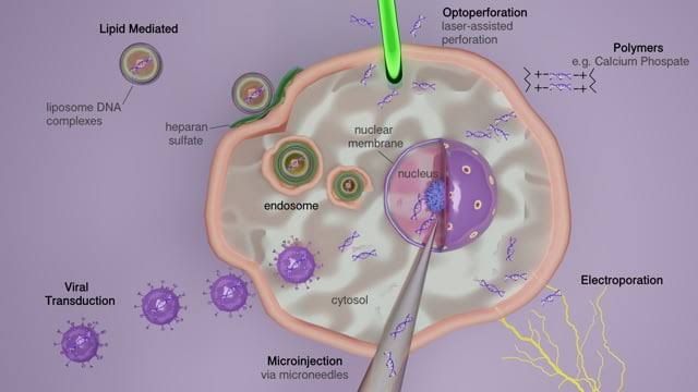 COMPREHENSIVE OVERVIEW OF TRANSFECTION COMPREHENSIVE OVERVIEW OF TRANSFECTION