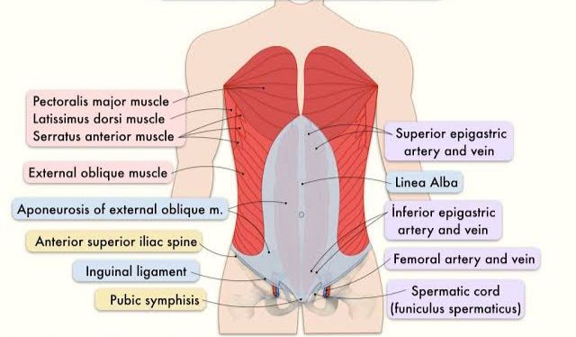 THE ABDOMINAL WALLS AND INGUINAL REGION THE ABDOMINAL WALLS AND INGUINAL REGION