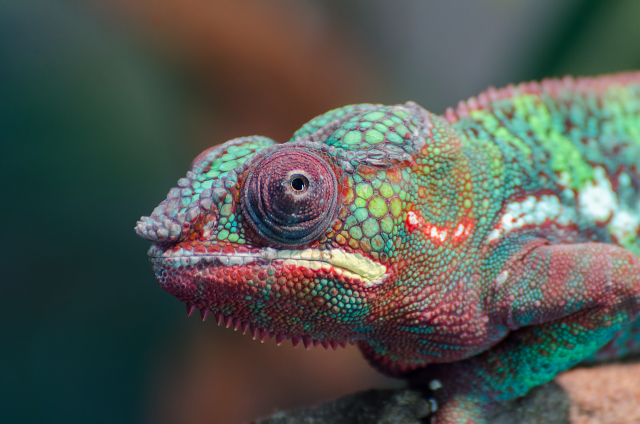chameleon