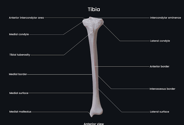 ALL ABOUT THE TIBIA BONE IN YOUR LEG ALL ABOUT THE TIBIA BONE IN YOUR LEG