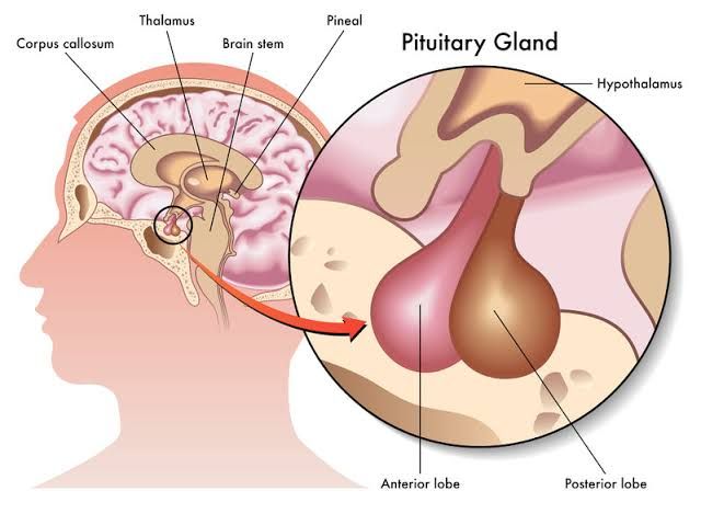 WHAT IS GROWTH HORMONE AND HOW IT WORKS WHAT IS GROWTH HORMONE AND HOW IT WORKS