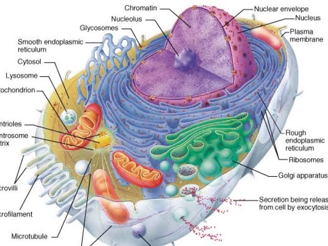 CELL ORGANELLES: YOUR QUICK GUIDE TO CELL BIOLOGY CELL ORGANELLES: YOUR QUICK GUIDE TO CELL BIOLOGY