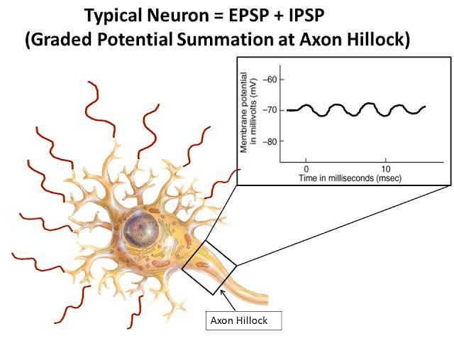 THE ROLE OF GRADED POTENTIALS IN NEURAL COMMUNICATION THE ROLE OF GRADED POTENTIALS IN NEURAL COMMUNICATION