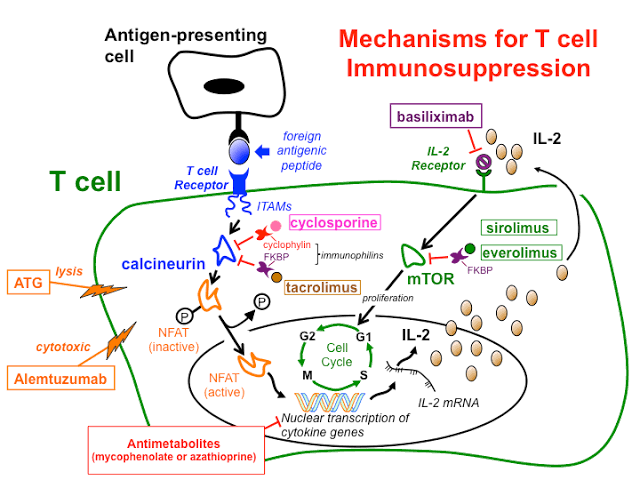 THE ROLE OF CALCINEURIN INHIBITORS IN ORGAN TRANSPLANTS