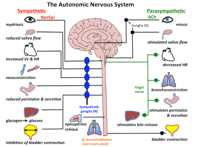A CLOSER LOOK AT THE PHARMACOLOGY OF ANS