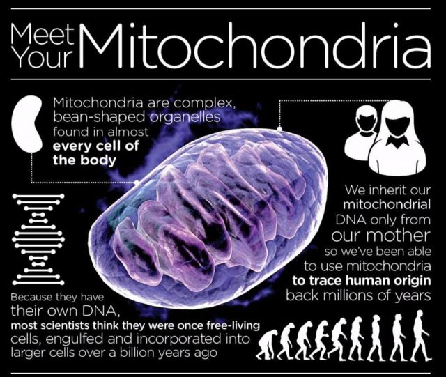 Mitochondria facts