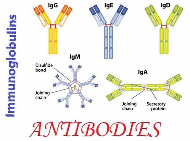 THE ROLE OF IMMUNOGLOBULIN IN BOOSTING IMMUNE SYSTEM FUNCTION THE ROLE OF IMMUNOGLOBULIN IN BOOSTING IMMUNE SYSTEM FUNCTION