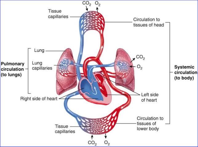 HOW BLOOD MOVES THROUGH PULMONARY CIRCULATION HOW BLOOD MOVES THROUGH PULMONARY CIRCULATION