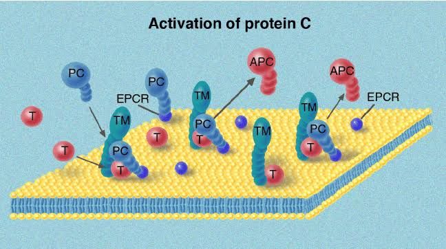 THE DYNAMIC DEFENSE: INTRAVASCULAR ANTICOAGULANTS AND THE CRITICAL ROLES OF PROTEIN C AND PROTEIN S