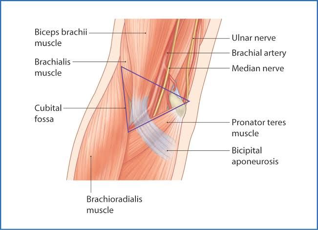 COMPREHENSIVE OVERVIEW OF CUBITAL AND POPLITEAL FOSSA COMPREHENSIVE OVERVIEW OF CUBITAL AND POPLITEAL FOSSA