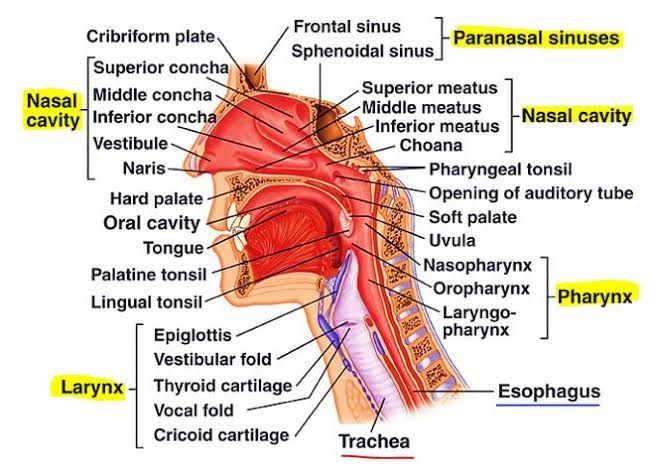 UPPER RESPIRATORY TRACT: WHAT YOU SHOULD KNOW UPPER RESPIRATORY TRACT: WHAT YOU SHOULD KNOW