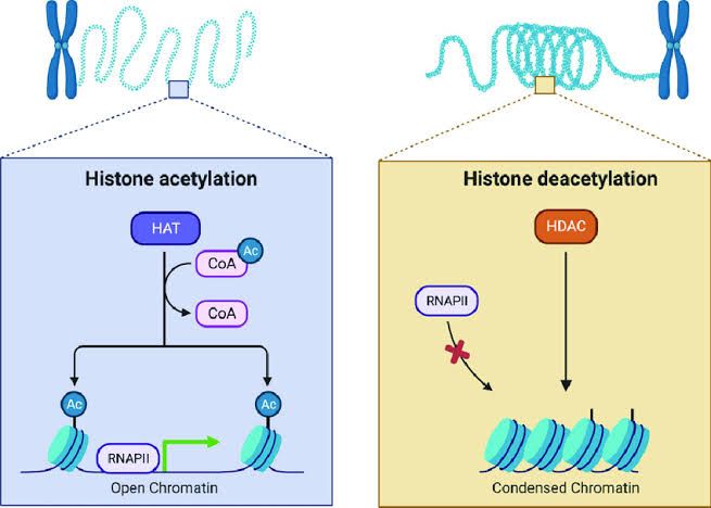 REGULATION OF TRANSCRIPTION IN EUKARYOTES