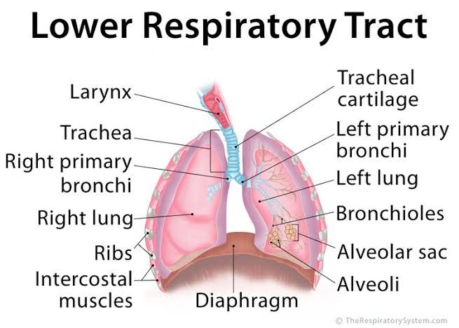 LOWER RESPIRATORY TRACT LOWER RESPIRATORY TRACT