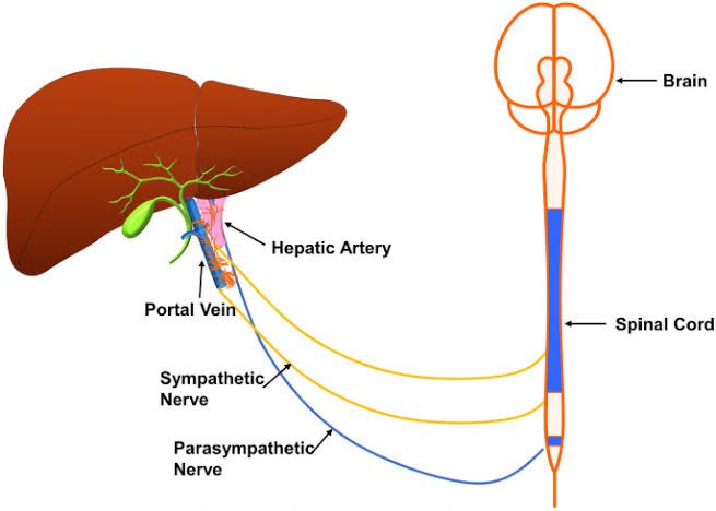 INNERVATIONS AND LYMPHATIC DRAINAGE OF THE GIT INNERVATIONS AND LYMPHATIC DRAINAGE OF THE GIT
