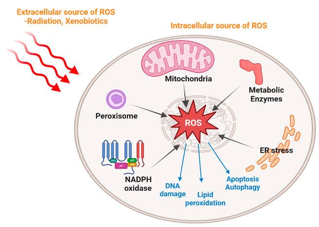 UNDERSTANDING OXYGEN TOXICITY AND ITS EFFECTS ON CELLS UNDERSTANDING OXYGEN TOXICITY AND ITS EFFECTS ON CELLS