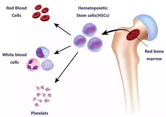 KEY COMPONENTS OF HEMATOPOIETIC TISSUE ORGANIZATION EXPLAINED