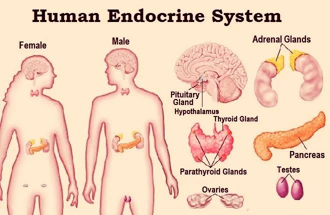 HISTOLOGY AND EMBRYOLOGY OF ENDOCRINE GLANDS HISTOLOGY AND EMBRYOLOGY OF ENDOCRINE GLANDS