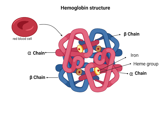 THE ROLE OF HEMOGLOBIN IN CARRYING OXYGEN THE ROLE OF HEMOGLOBIN IN CARRYING OXYGEN