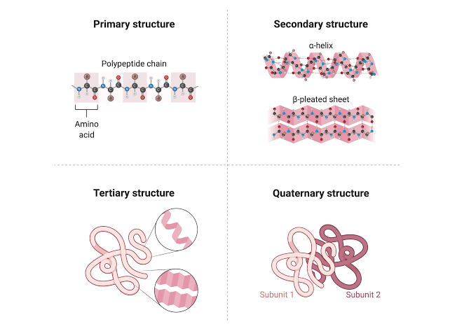 PRIMARY TO QUATERNARY: EXPLORING THE STRUCTURAL HIERARCHY OF PROTEINS