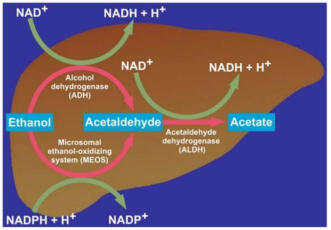 ETHANOL METABOLISM IN THE LIVER AND POTENTIAL SIDE EFFECTS ETHANOL METABOLISM IN THE LIVER AND POTENTIAL SIDE EFFECTS