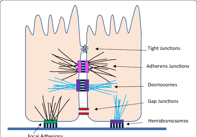 WHY CELL JUNCTIONS MATTER IN DEVELOPMENT AND GROWTH WHY CELL JUNCTIONS MATTER IN DEVELOPMENT AND GROWTH