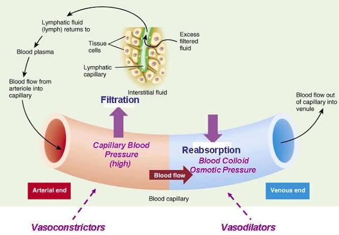 PULMONARY CAPILLARY DYNAMICS PULMONARY CAPILLARY DYNAMICS