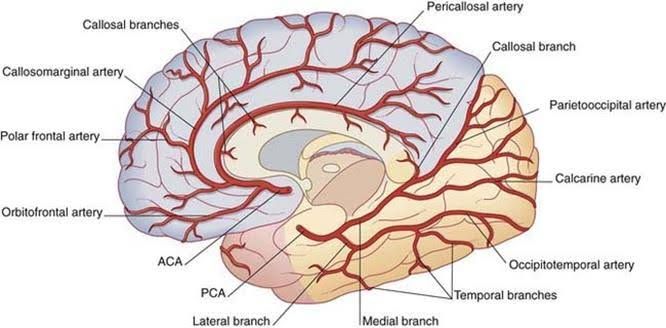 REGULATION OF CEREBRAL BLOOD FLOW