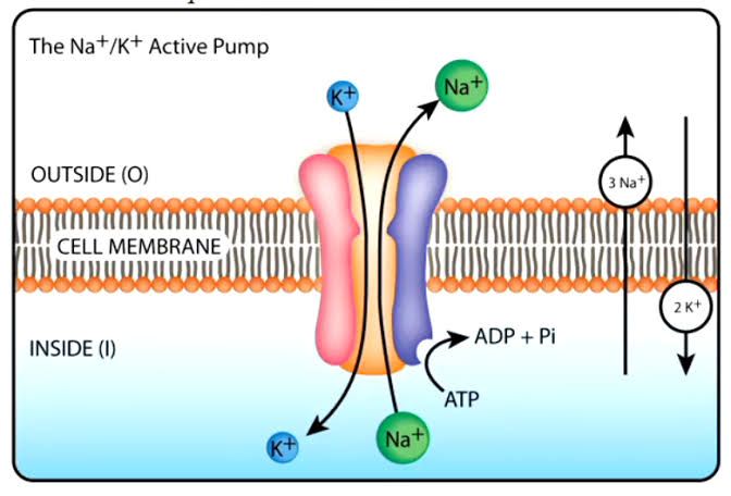 RESTING MEMBRANE POTENTIAL IN NEURONS RESTING MEMBRANE POTENTIAL IN NEURONS