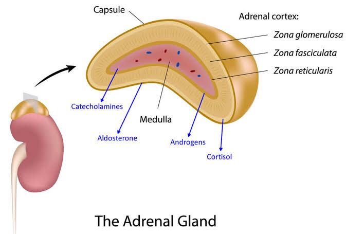 THE BENEFITS AND RISKS OF ADRENALECTOMY: WHAT PATIENTS NEED TO KNOW