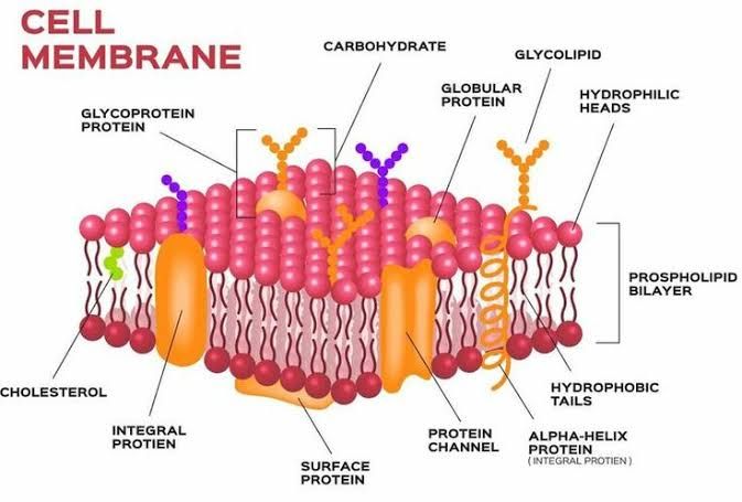THE IMPORTANCE OF CELL MEMBRANES IN LIVING ORGANISMS