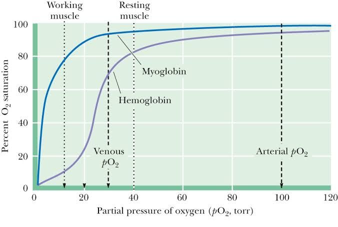 UNDERSTANDING THE OXYGEN-HEMOGLOBIN DISSOCIATION CURVE AND WHY IT MATTERS UNDERSTANDING THE OXYGEN-HEMOGLOBIN DISSOCIATION CURVE AND WHY IT MATTERS