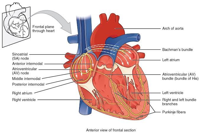 PHYSIOLOGY OF CARDIAC MUSCLE