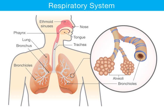 FUNCTIONAL ORGANIZATION OF RESPIRATORY SYSTEM