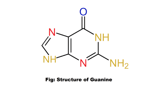 THE BASICS OF PURINE METABOLISM AND ITS ROLE IN ENERGY USE THE BASICS OF PURINE METABOLISM AND ITS ROLE IN ENERGY USE