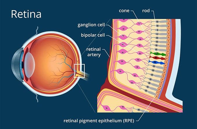 THE SCIENCE BEHIND COLOR VISION: EXPLORING DUPLICITY AND ADAPTATION