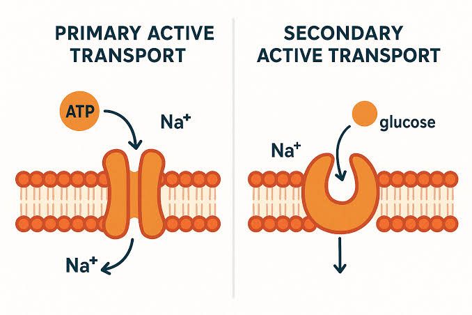 KEY FACTS ABOUT PRIMARY ACTIVE TRANSPORT