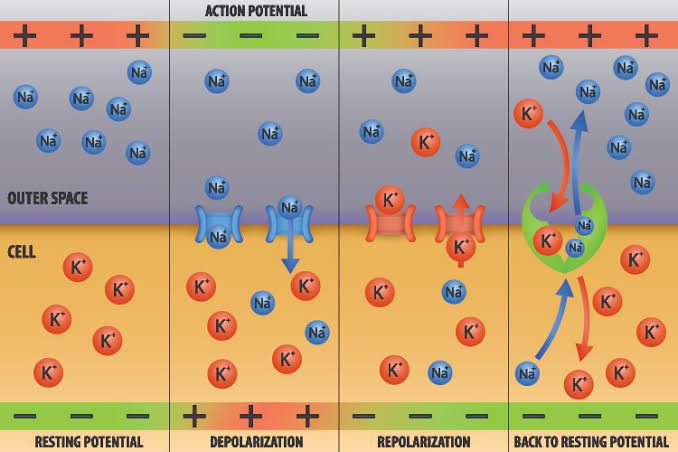 ROLE OF OTHER IONS IN ACTION POTENTIAL ROLE OF OTHER IONS IN ACTION POTENTIAL