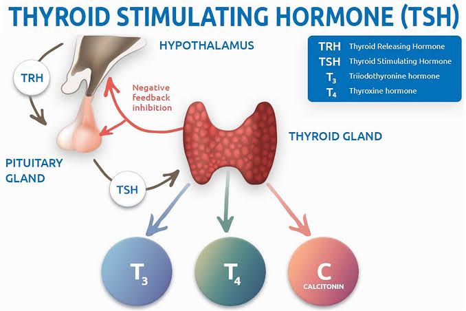 BIOCHEMICAL ASPECTS OF THYROID HORMONES METABOLISM BIOCHEMICAL ASPECTS OF THYROID HORMONES METABOLISM