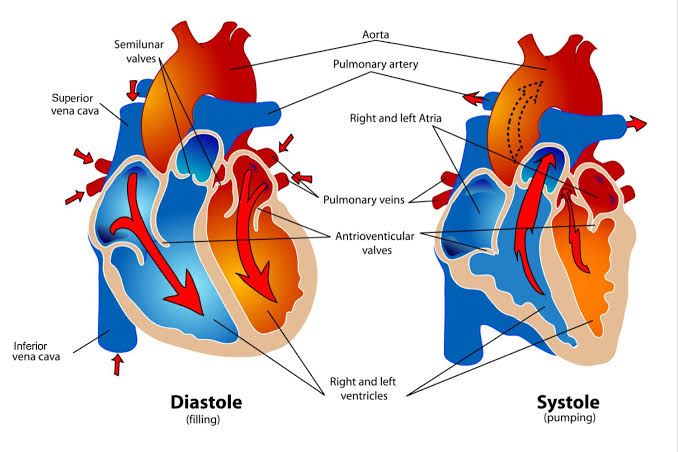 KEY PHASES OF THE CARDIAC CYCLE EXPLAINED KEY PHASES OF THE CARDIAC CYCLE EXPLAINED
