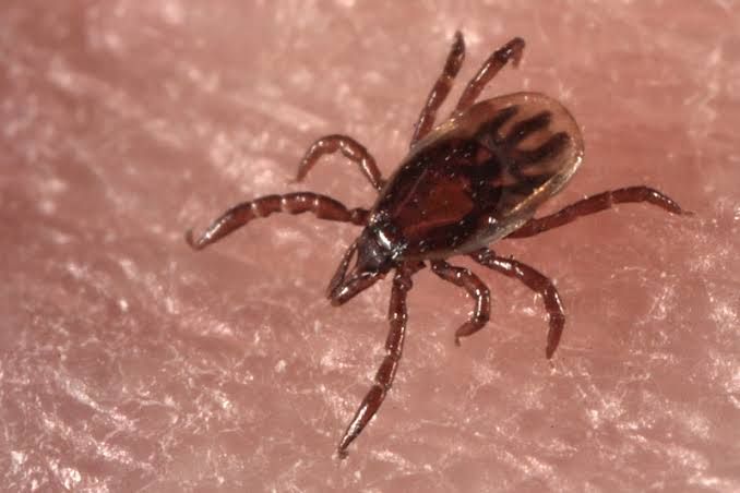 TICKS, PRIONS, AND YOUR WELL-BEING: STAY INFORMED