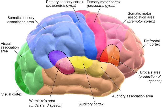 HIGHER FUNCTIONS OF THE NEOCORTEX LEARNING AND MEMORY HIGHER FUNCTIONS OF THE NEOCORTEX LEARNING AND MEMORY