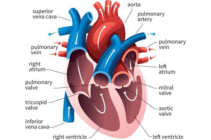 HEART CHAMBERS, VALVES CONDUCTIVE SYSTEM AND INNERVATIONS OF THE HEART HEART CHAMBERS, VALVES CONDUCTIVE SYSTEM AND INNERVATIONS OF THE HEART