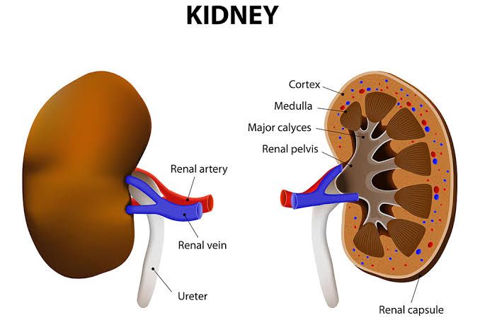 THE DEFINITIVE GUIDE TO UREMIA: FROM PATHOPHYSIOLOGY TO MANAGEMENT