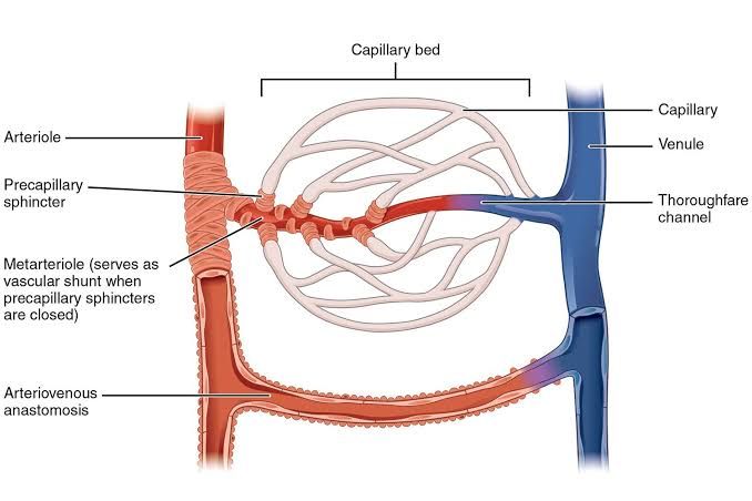 THE CAPILLARY SYSTEM: STRUCTURE, FUNCTION, AND THE DYNAMICS OF MICROCIRCULATORY EXCHANGE