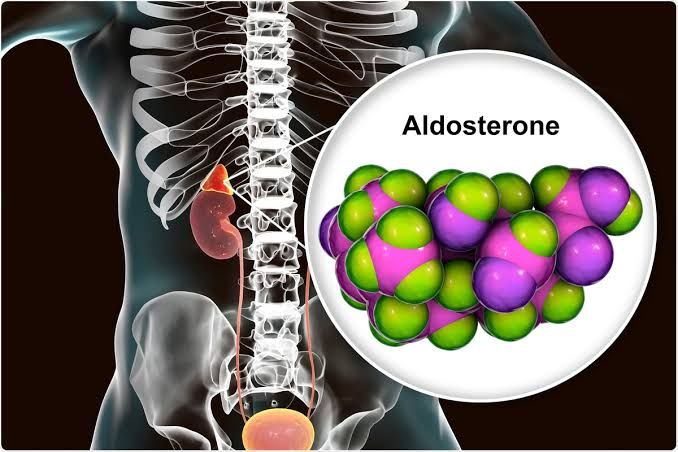 HOW MINERALOCORTICOIDS AFFECT OVERALL HEALTH HOW MINERALOCORTICOIDS AFFECT OVERALL HEALTH