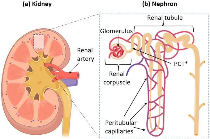 THE IMPACT OF GLOMERULAR DISEASE ON KIDNEY HEALTH