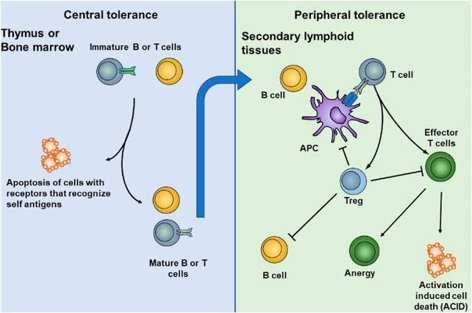 IMMUNE TOLERANCE AND ITS IMPACT ON HEALTH IMMUNE TOLERANCE AND ITS IMPACT ON HEALTH