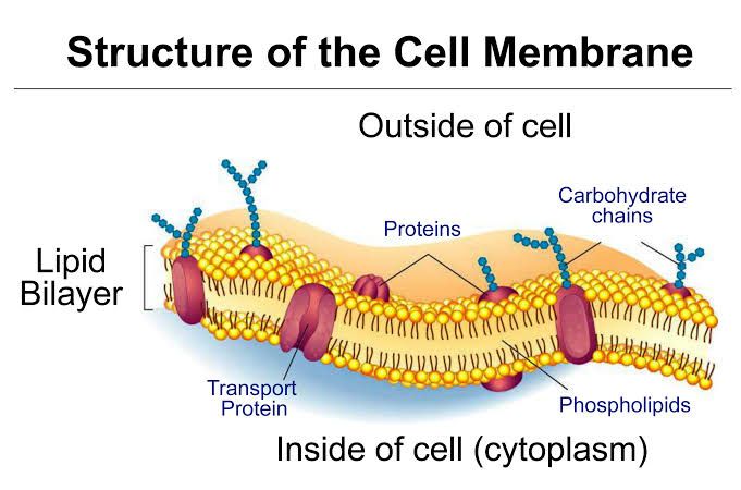 TRANSPORT OF SUBSTANCES THROUGH THE CELL MEMBRANE